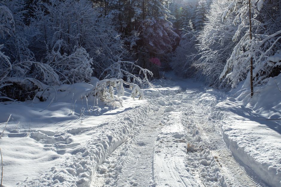 Serene winter forest scene with snow-covered trees and path.